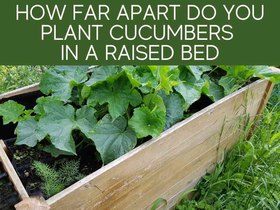 How Far Apart Do You Plant Cucumbers In A Raised Bed