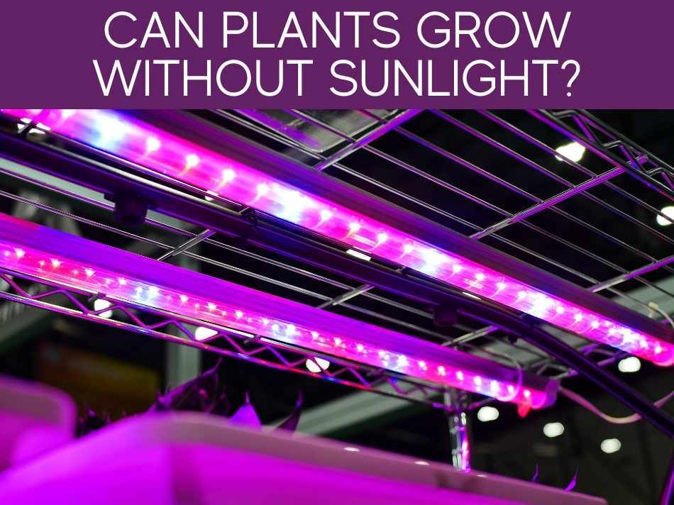 Can Plants Grow Without Sunlight?