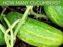 How Many Cucumbers? How Many Cucumbers?