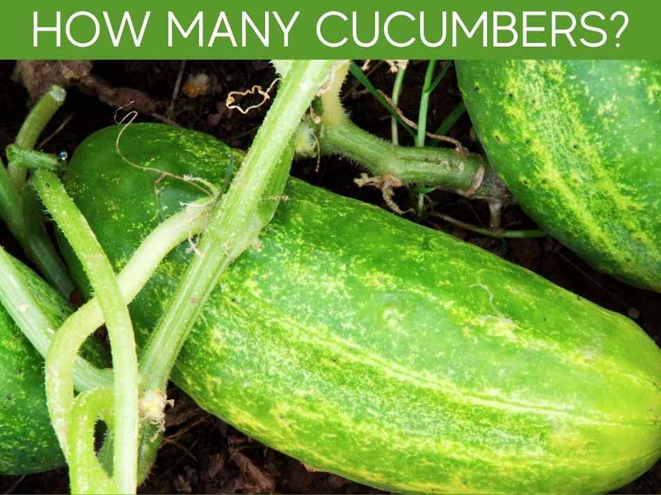 How Many Cucumbers Can One Plant Produce? (plus, 1 trick to grow more)