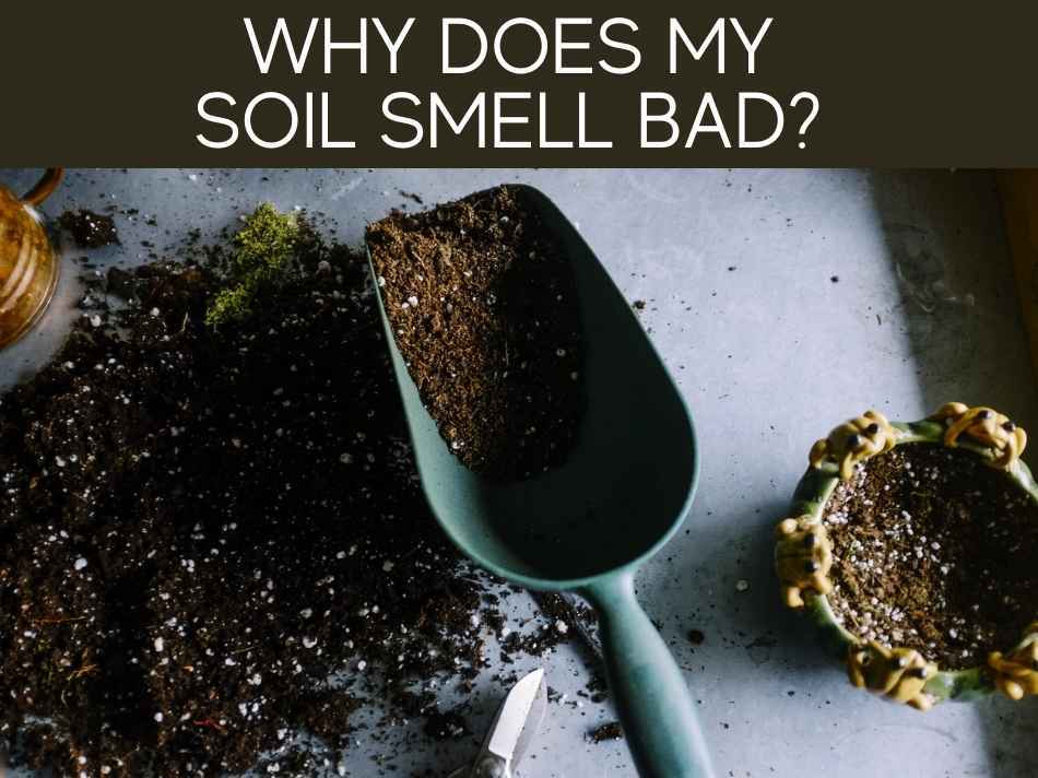 Why Does My Soil Smell Bad?