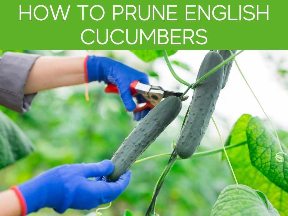 How To Prune English Cucumbers