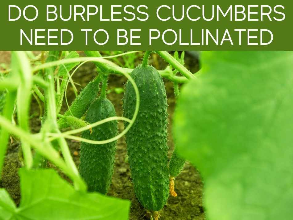 Do Burpless Cucumbers Need To Be Pollinated