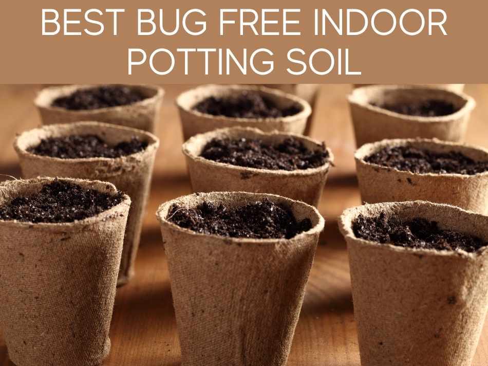 Best Bug Free Indoor Potting Soil