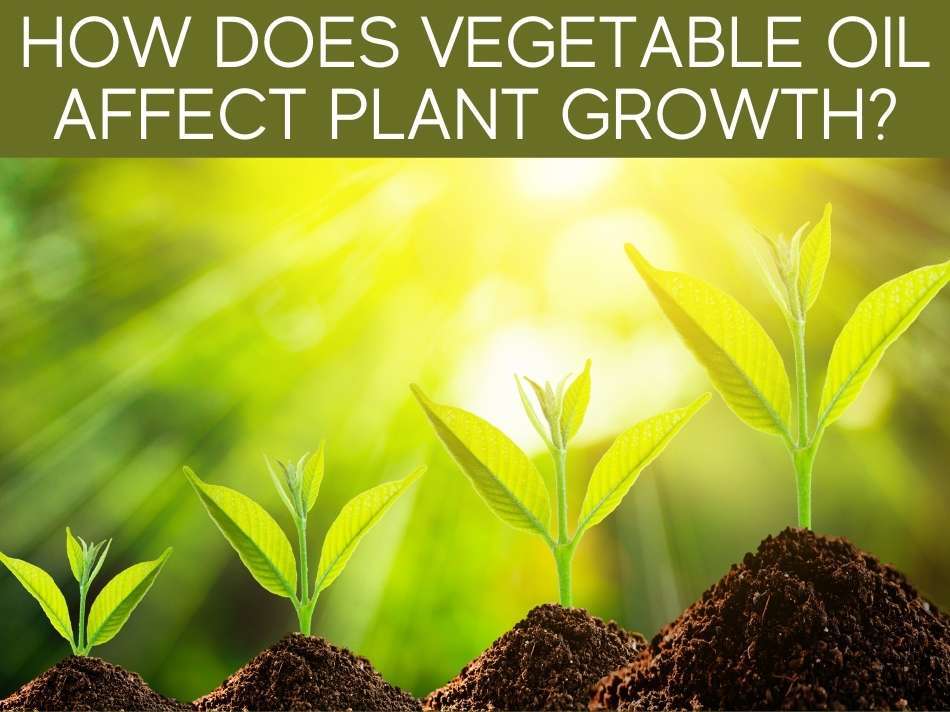 How Does Vegetable Oil Affect Plant Growth?