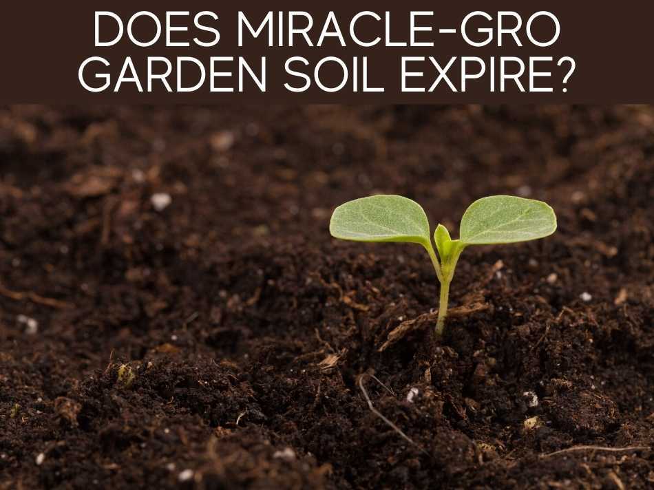 can-i-use-miracle-gro-garden-soil-in-pots-2022