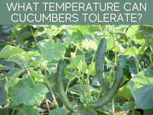 What Temperature Can Cucumbers Tolerate? What Temperature Can Cucumbers Tolerate?