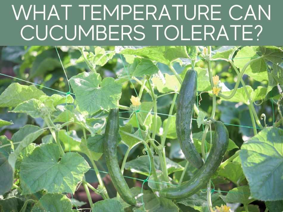 What Temperature Can Cucumbers Tolerate?