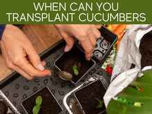 When Can You Transplant Cucumbers When Can You Transplant Cucumbers
