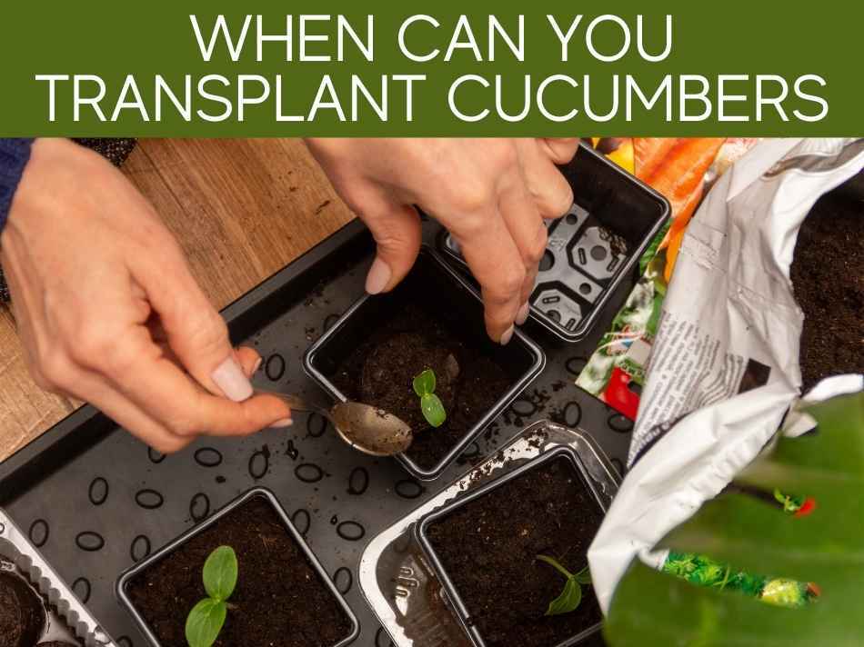 How To Transplant Cucumbers (plus 3 tricks)