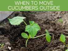 When To Move Cucumbers Outside