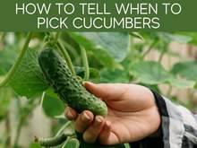 How To Tell When To Pick Cucumbers