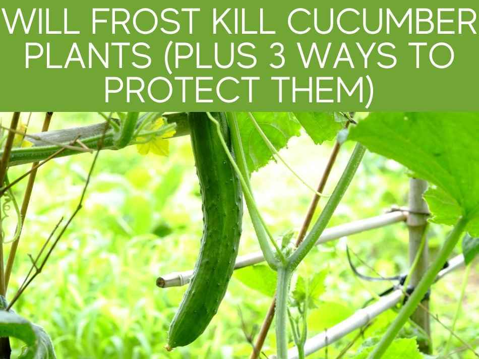 Will Frost Kill Cucumber Plants (Plus 3 Ways To Protect Them)