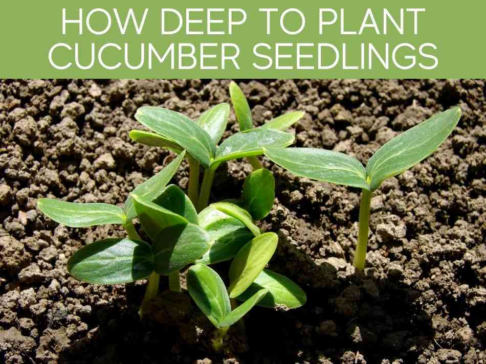 How Deep To Plant Cucumber Seedlings