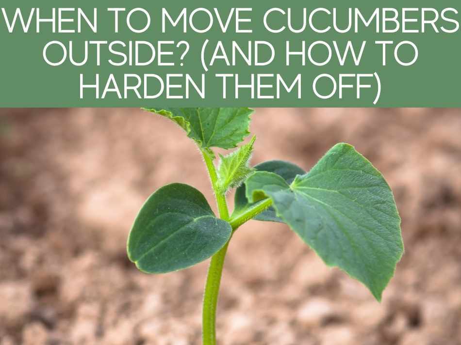 When To Move Cucumbers Outside? (And How To Harden Them Off)