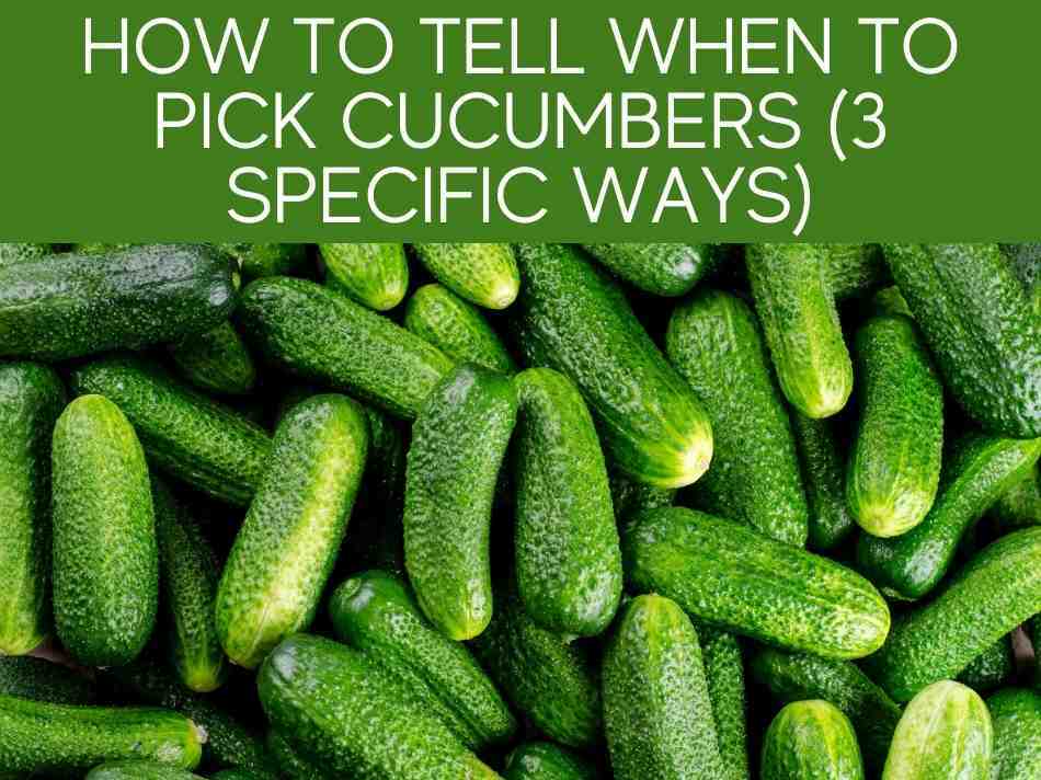 How To Tell When To Pick Cucumbers (3 Specific Ways)