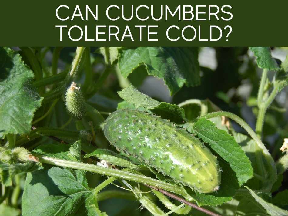 Can Cucumbers Tolerate Cold?