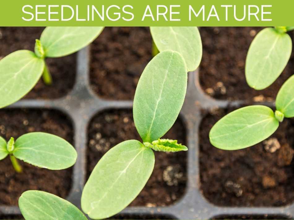 Seedlings Are Mature