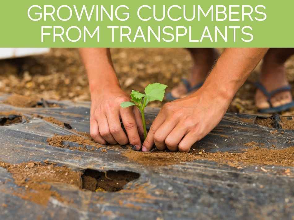 Growing Cucumbers From Transplants