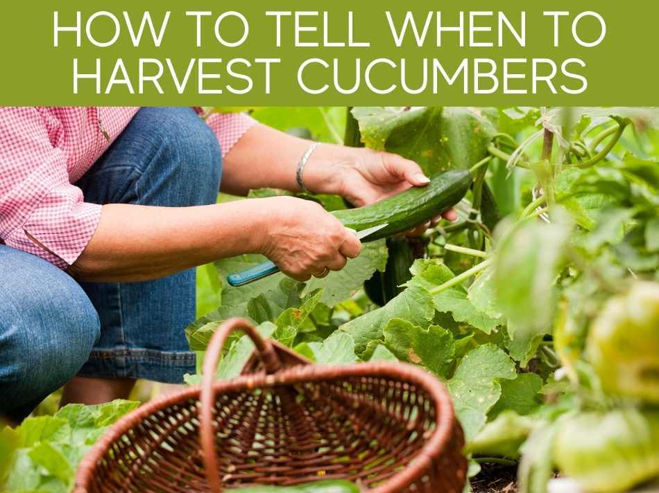 How To Tell When To Harvest Cucumbers