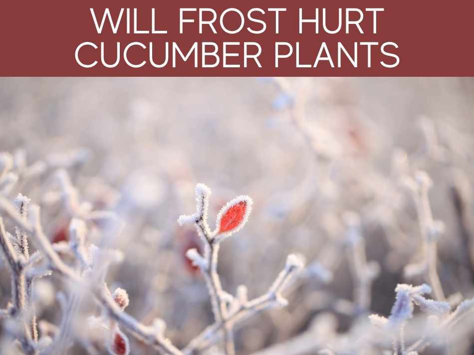 Will Frost Hurt Cucumber Plants