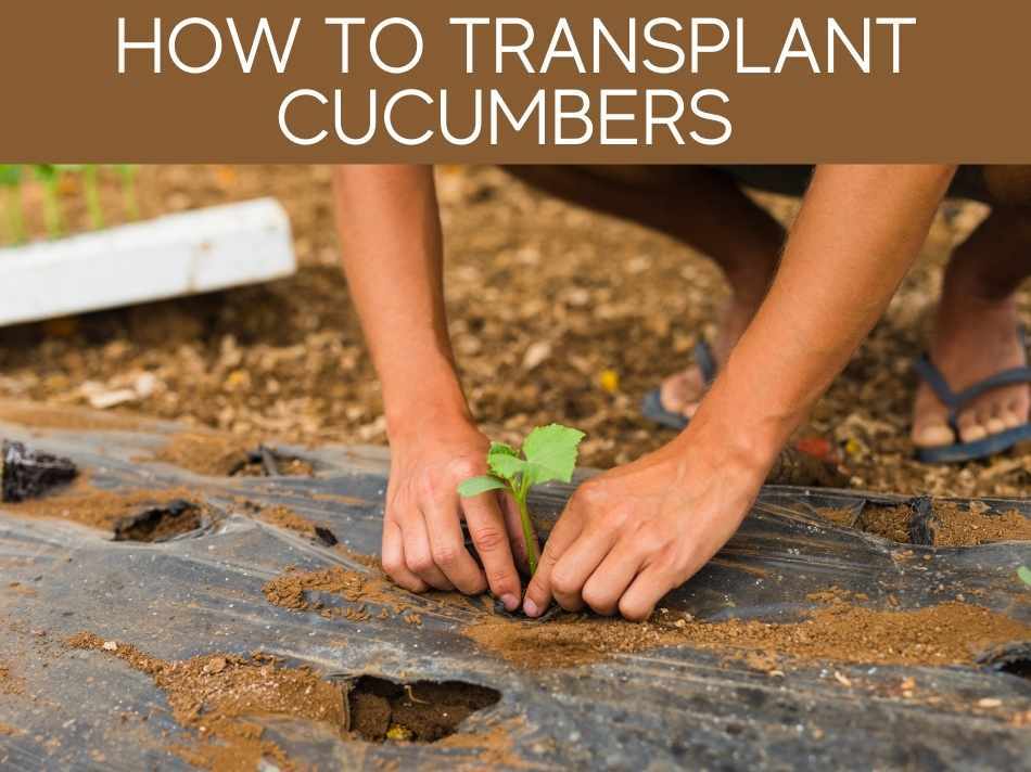 How To Transplant Cucumbers