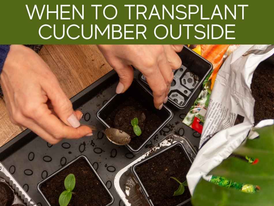 When To Transplant Cucumber Outside