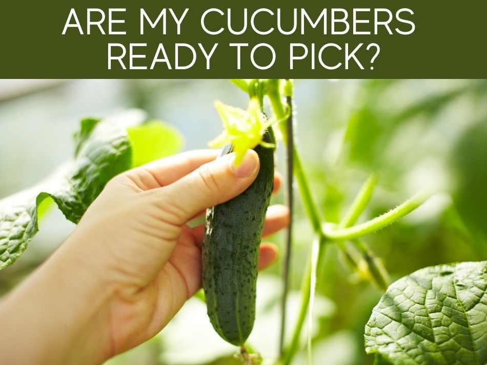 Are My Cucumbers Ready To Pick?