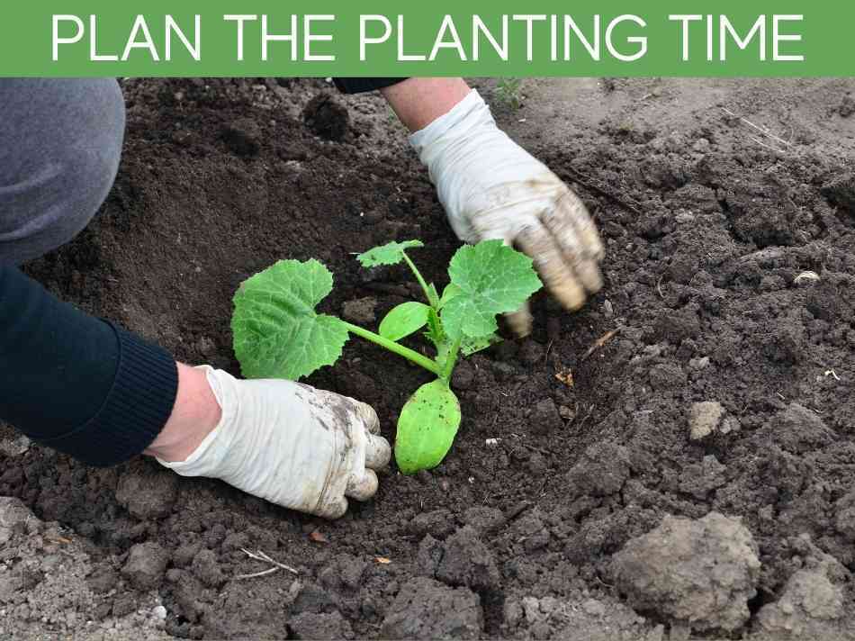 Plan The Planting Time