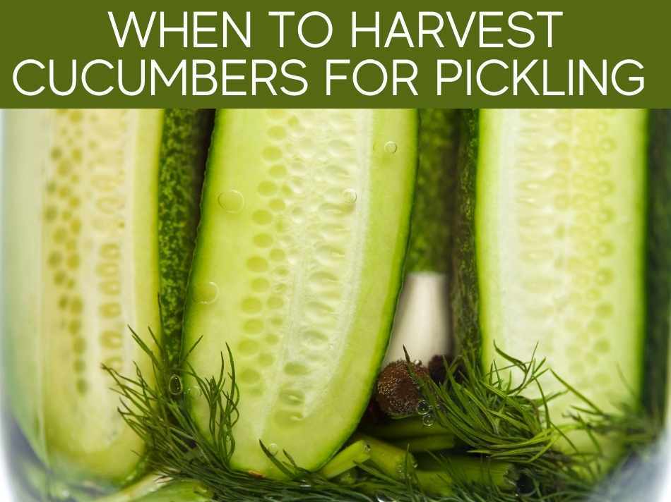 When To Harvest Cucumbers For Pickling