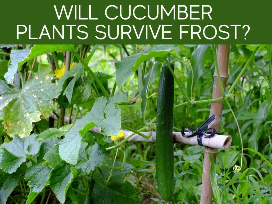 Will Cucumber Plants Survive Frost?