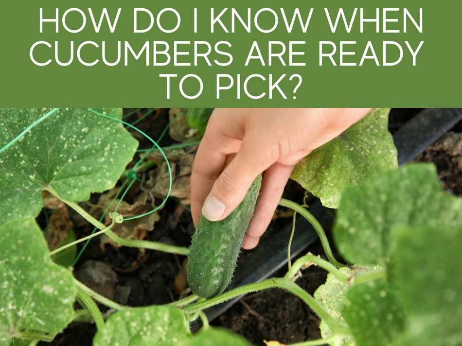 How Do I Know When Cucumbers Are Ready To Pick?