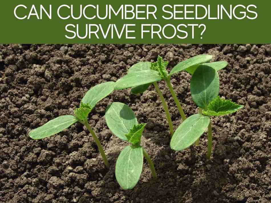 Can Cucumber Seedlings Survive Frost?