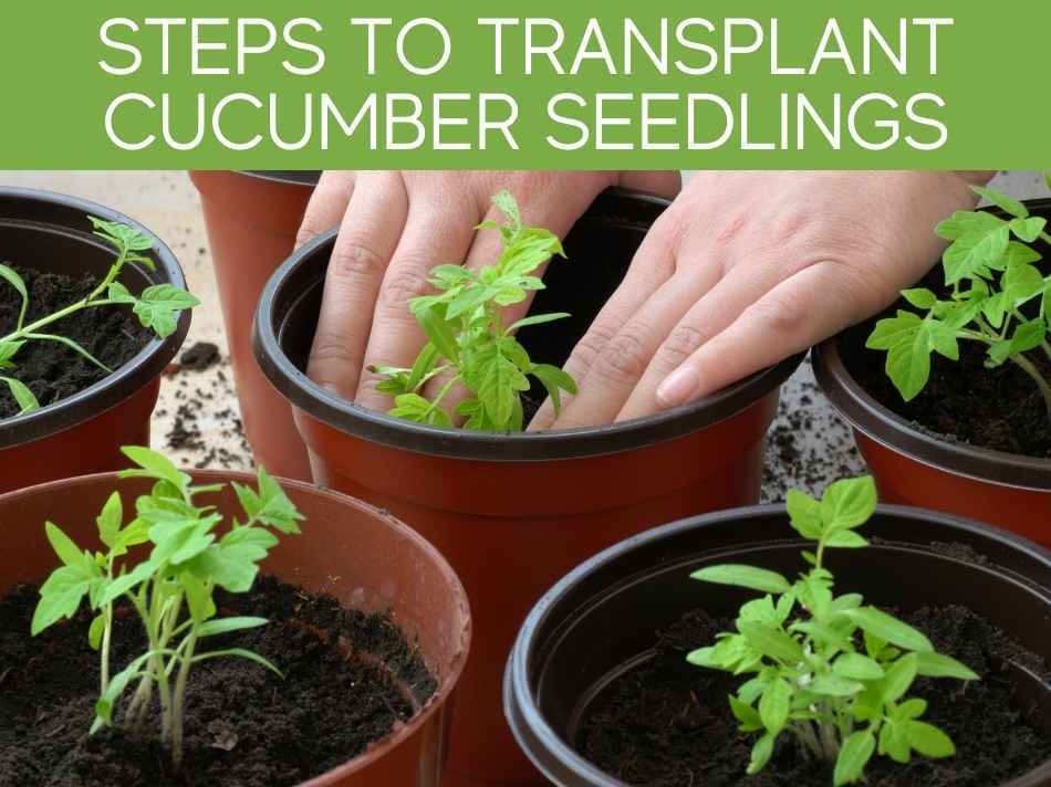 Steps To Transplant Cucumber Seedlings