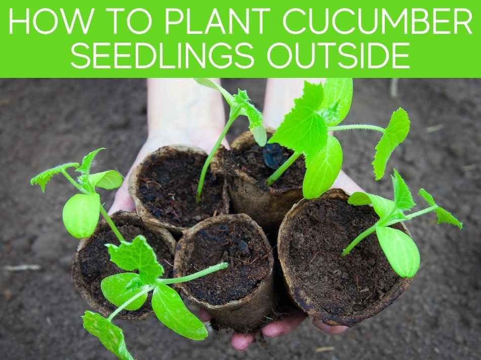 How To Plant Cucumber Seedlings Outside