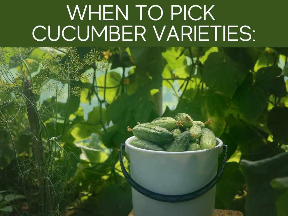 When To Pick Cucumber Varieties: