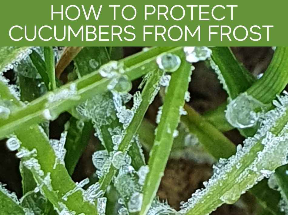 How To Protect Cucumbers From Frost