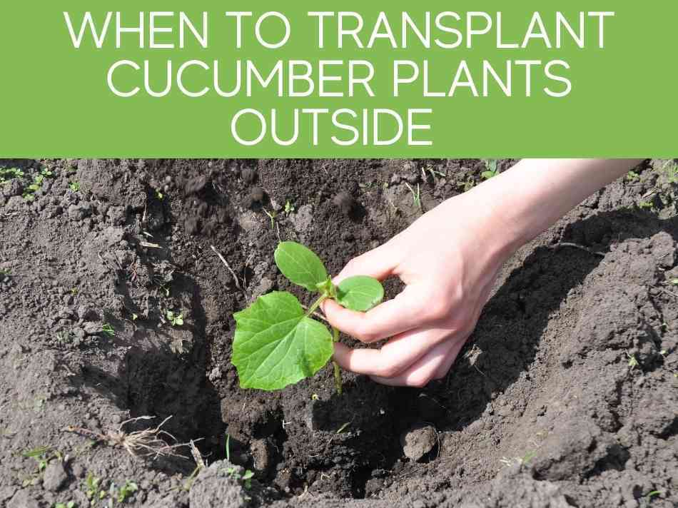 When To Transplant Cucumber Plants Outside