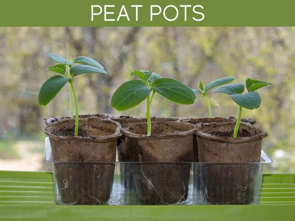 Peat Pots