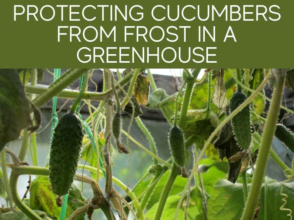 Protecting Cucumbers From Frost In A Greenhouse