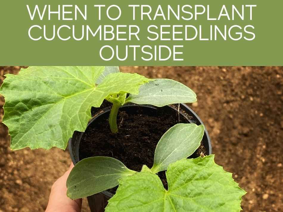 When To Transplant Cucumber Seedlings Outside