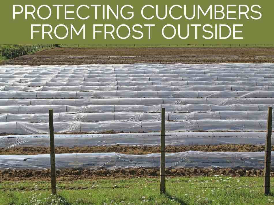 Protecting Cucumbers From Frost Outside