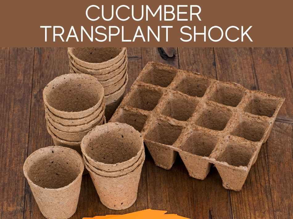 Cucumber Transplant Shock