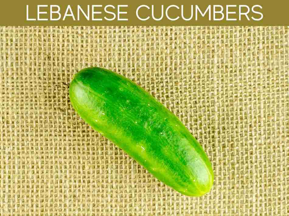 Lebanese Cucumbers