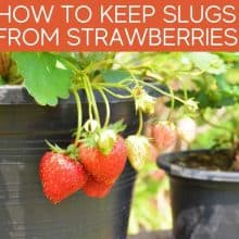 How To Keep Slugs From Strawberries