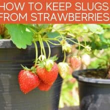 How To Keep Slugs From Strawberries How To Keep Slugs From Strawberries
