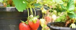How To Keep Slugs From Strawberries