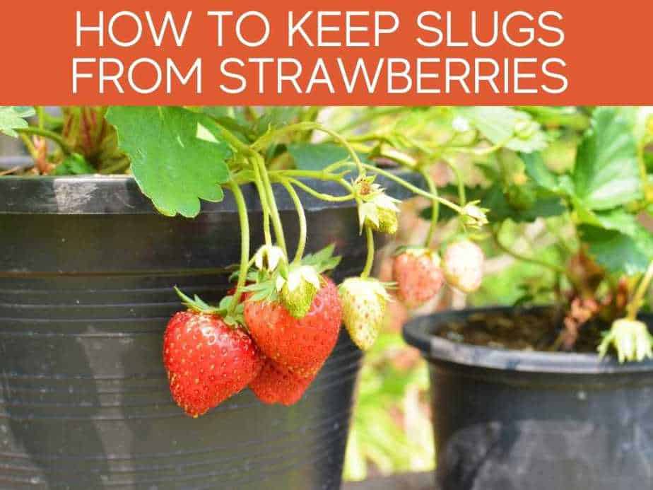 How To Keep Slugs From Strawberries