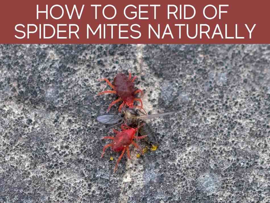 How To Get Rid Of Spider Mites Naturally