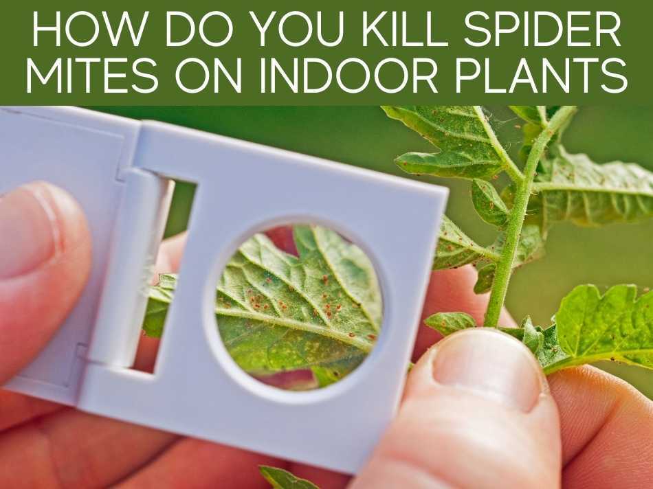 How Do You Kill Spider Mites On Indoor Plants?